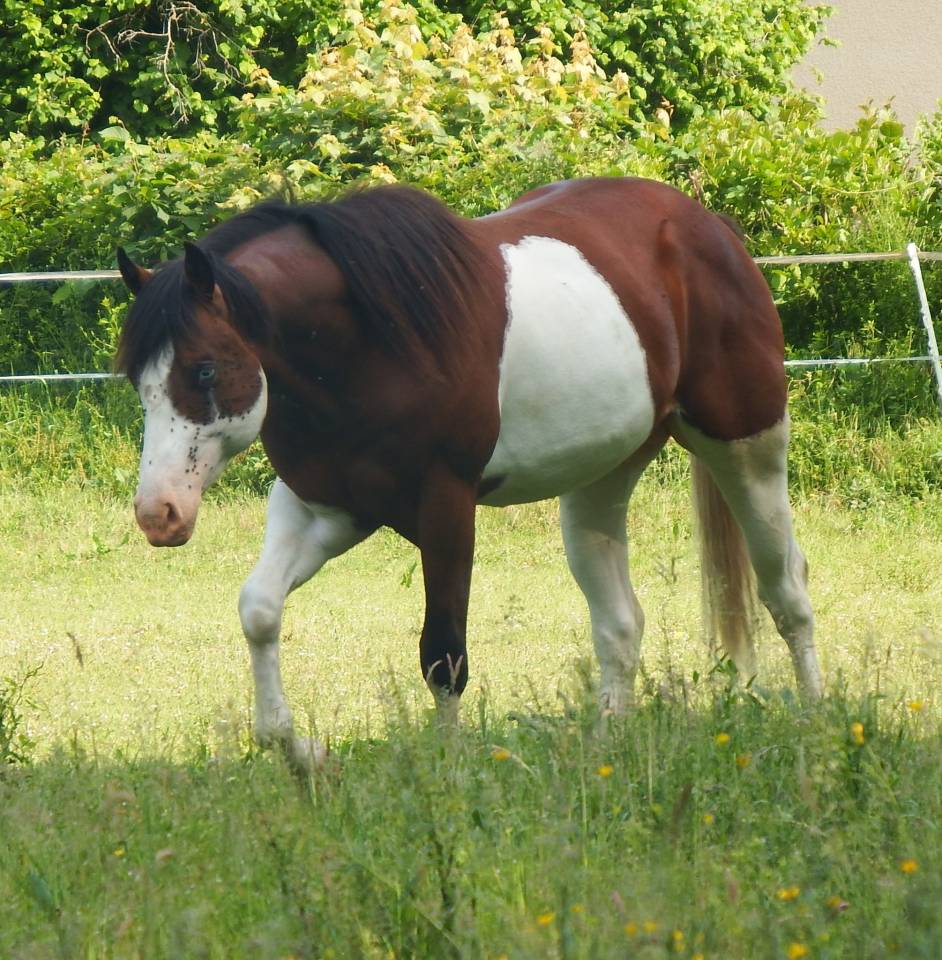 im rascal lody tr - Paint Horse 2021 ,  Little Buck Rascal