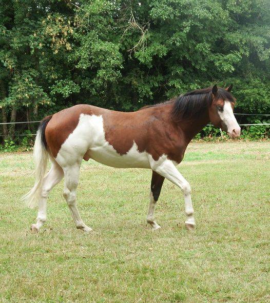 im rascal lody tr - Paint Horse 2021 ,  Little Buck Rascal