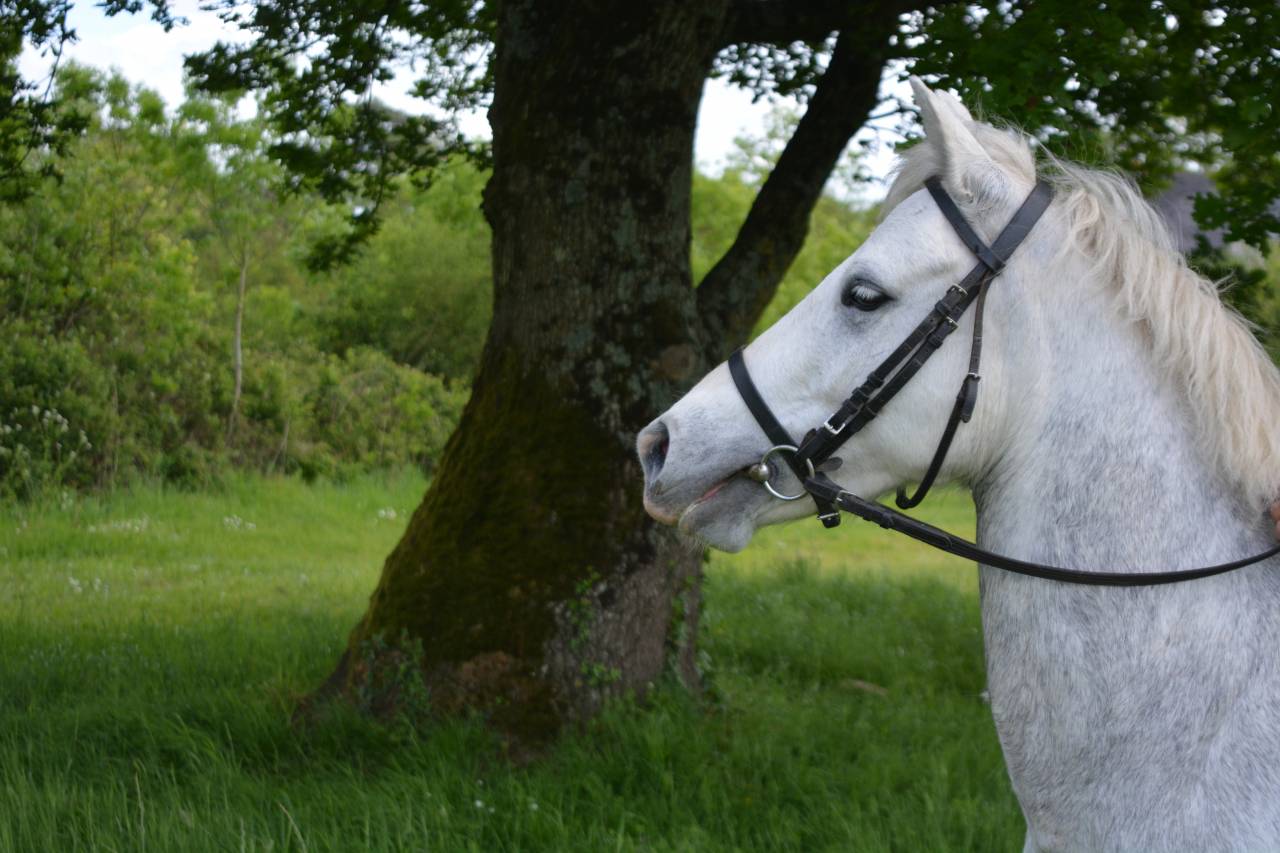 Cavalla Connemara In vendita 2017 Grigio ,  HIDEFIX DU VILLON