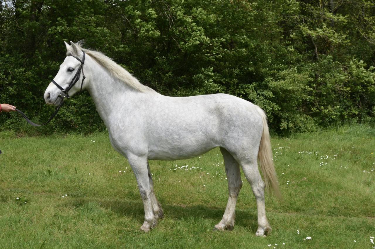 Cavalla Connemara In vendita 2017 Grigio ,  HIDEFIX DU VILLON