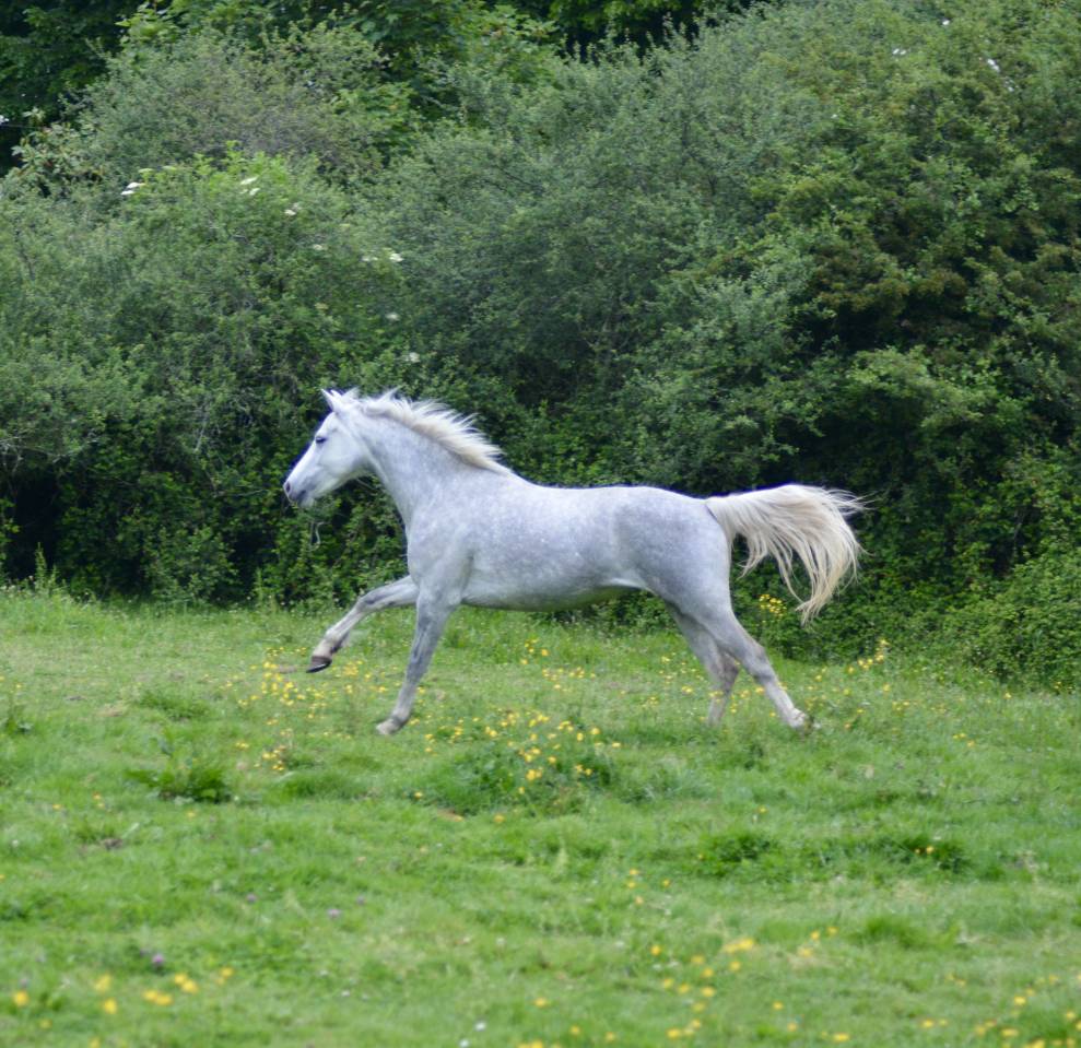 Cavalla Connemara In vendita 2017 Grigio ,  HIDEFIX DU VILLON