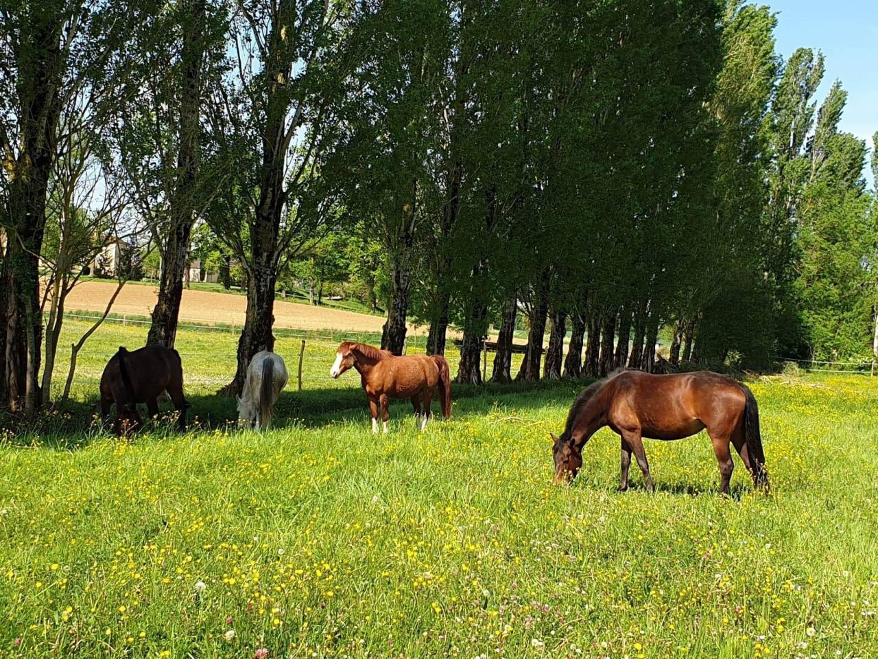 Centro ippico In vendita Lot-et-Garonne