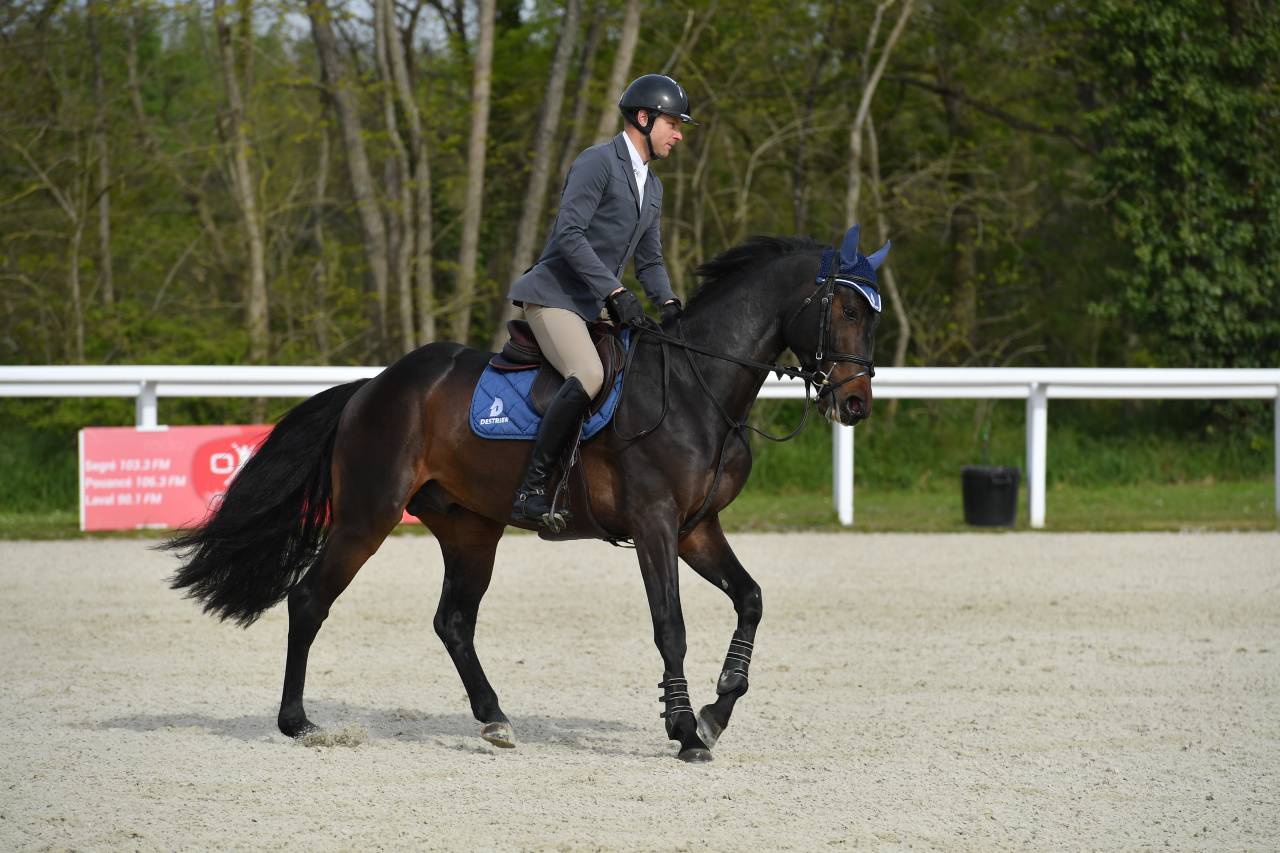 Jaguar d'hebene  - Sella Francese 2019 ,  montender