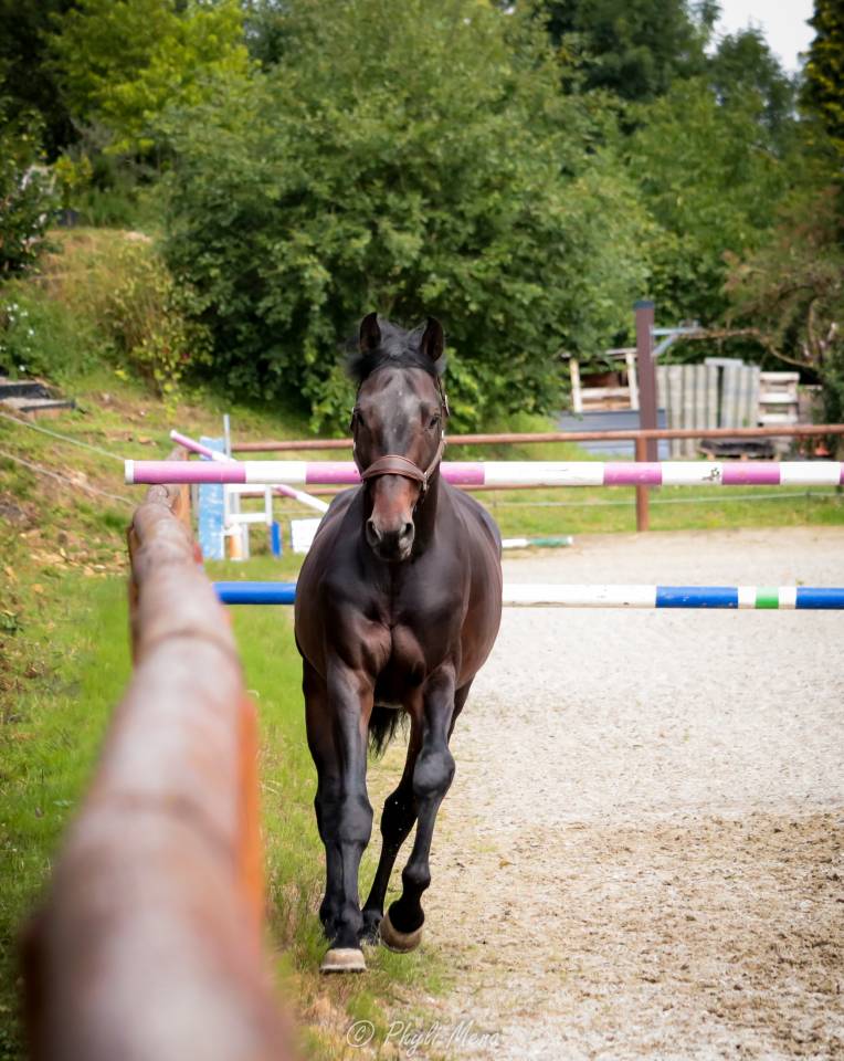 Jaguar d'hebene  - Sella Francese 2019 ,  montender