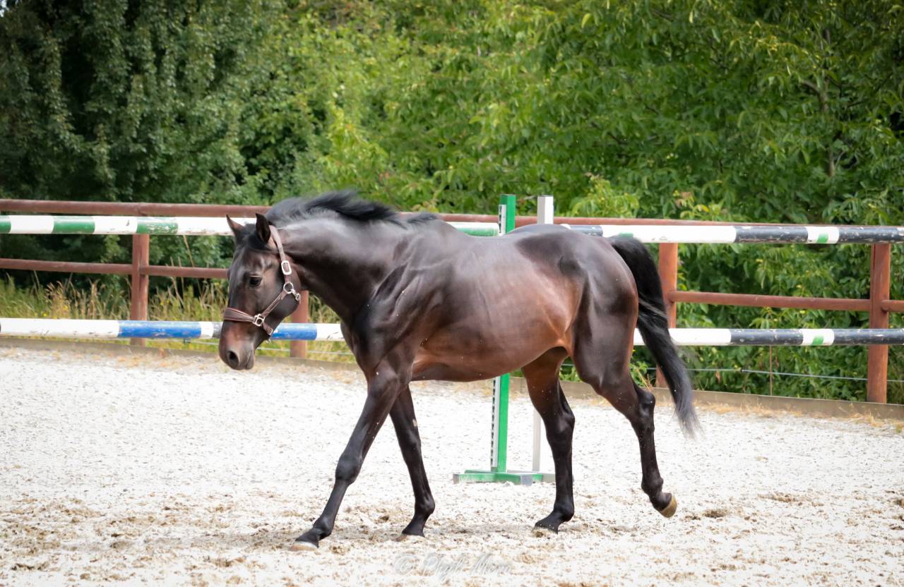 Jaguar d'hebene  - Sella Francese 2019 ,  montender