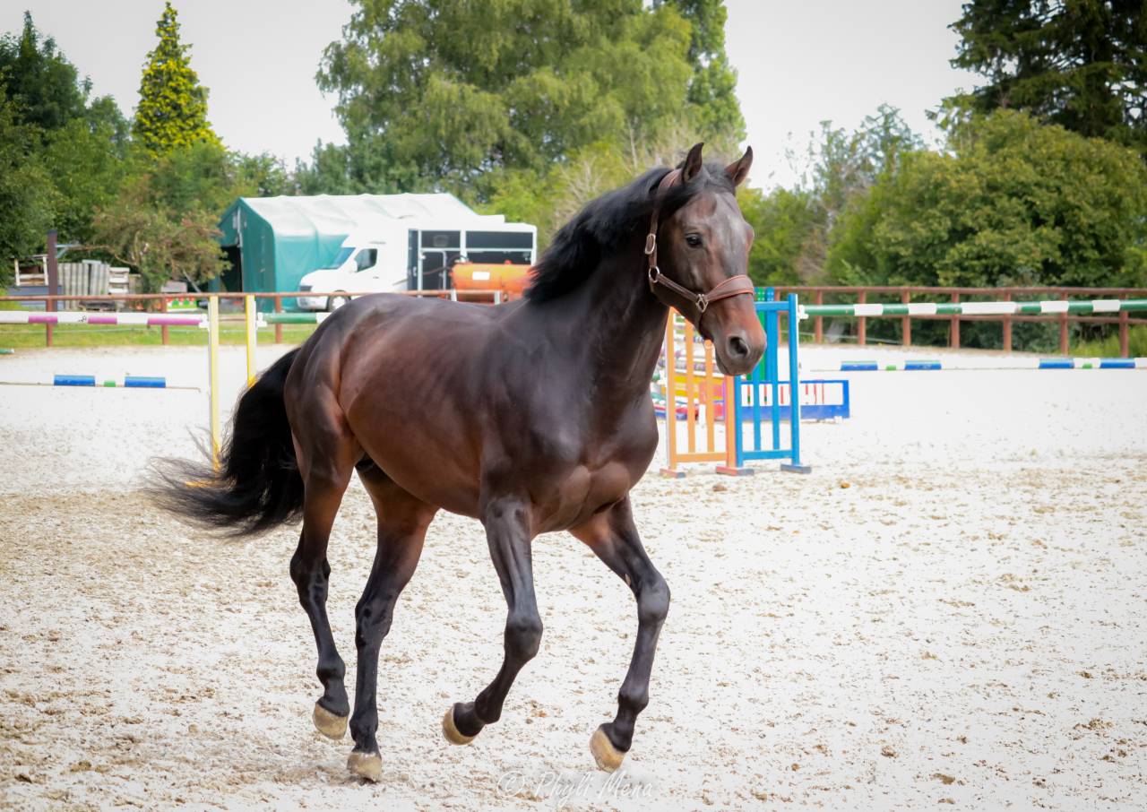 Jaguar d'hebene  - Sella Francese 2019 ,  montender