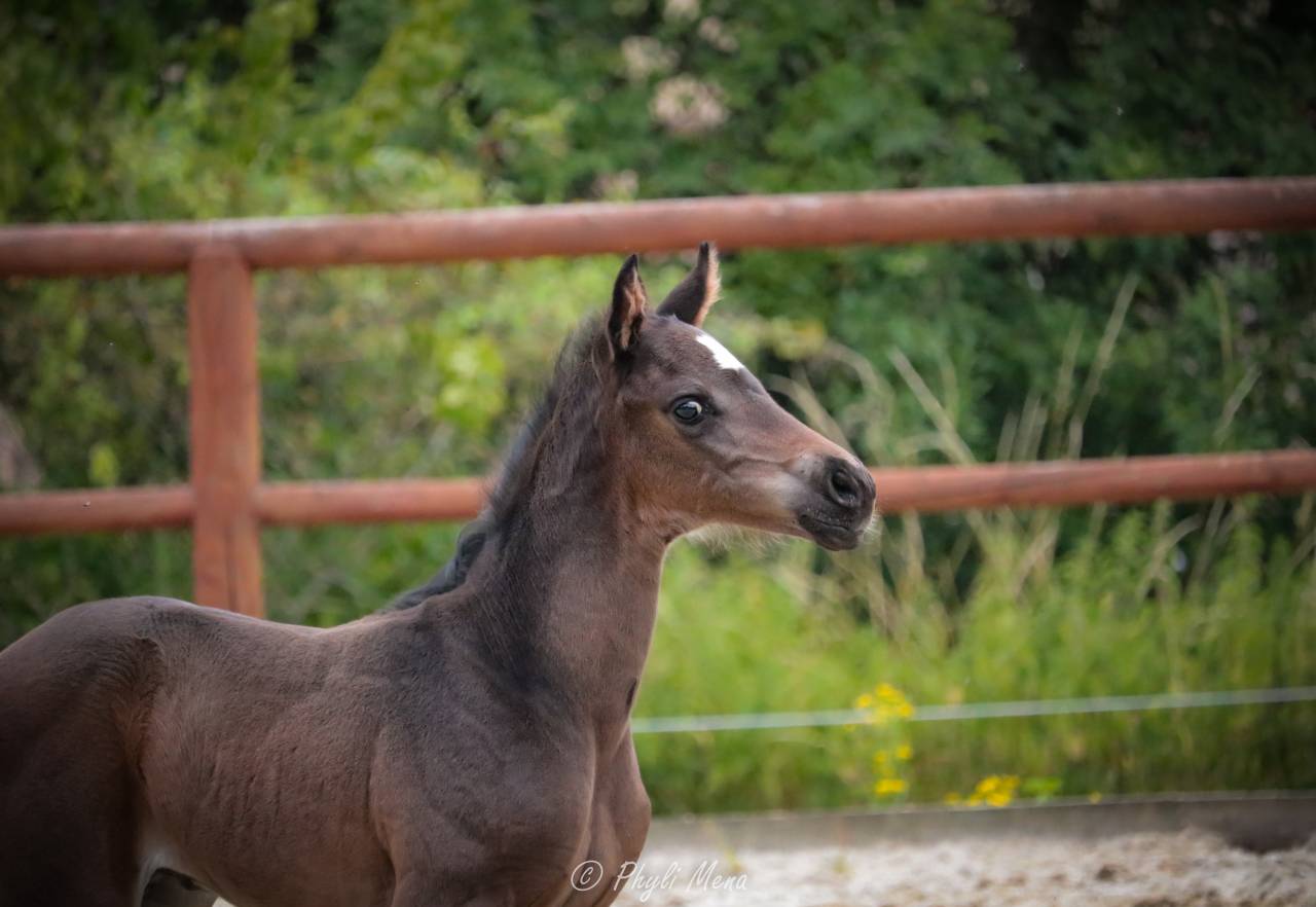 Jaguar d'hebene  - Sella Francese 2019 ,  montender