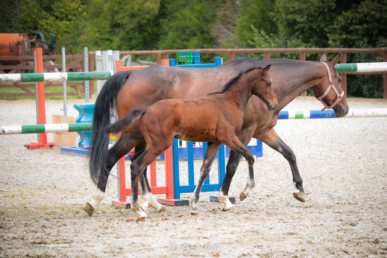 Jaguar d'hebene  - Sella Francese 2019 ,  montender