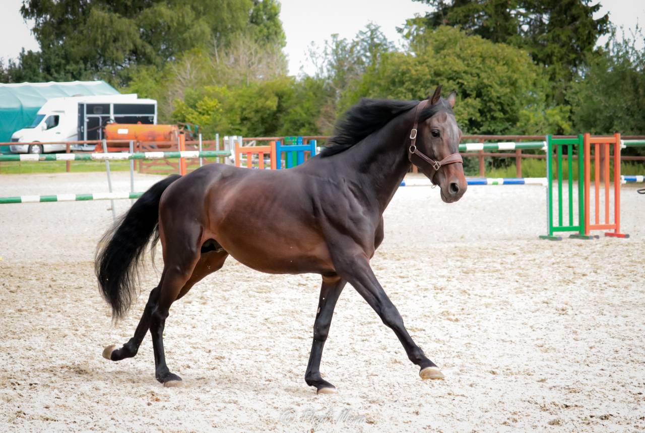 Jaguar d'hebene  - Sella Francese 2019 ,  montender