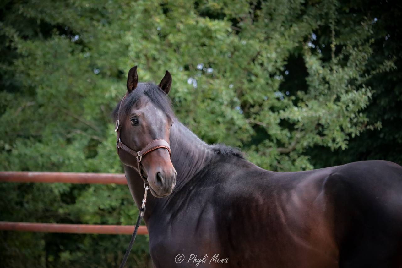 Jaguar d'hebene  - Sella Francese 2019 ,  montender