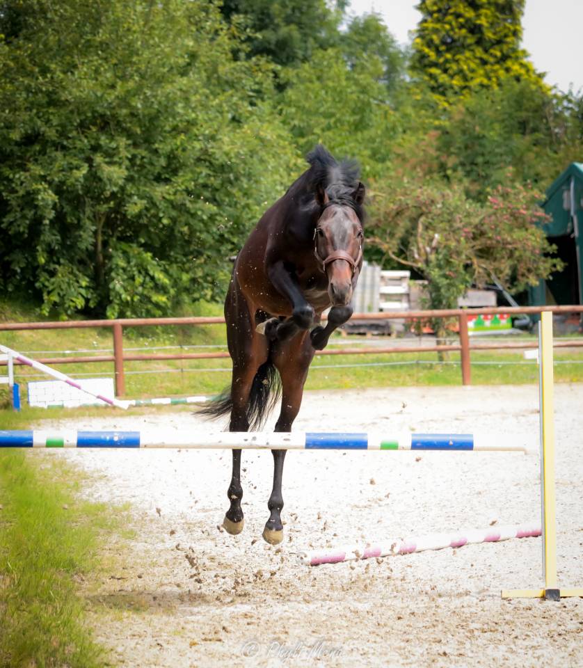 Jaguar d'hebene  - Sella Francese 2019 ,  montender