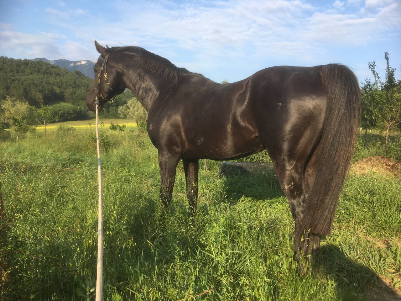 Shawa de LIS - Arabo Shagya 2006 ,  DAHOMAN XXXIX 11