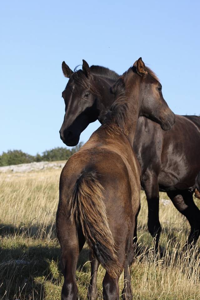 Shawa de LIS - Arabo Shagya 2006 ,  DAHOMAN XXXIX 11