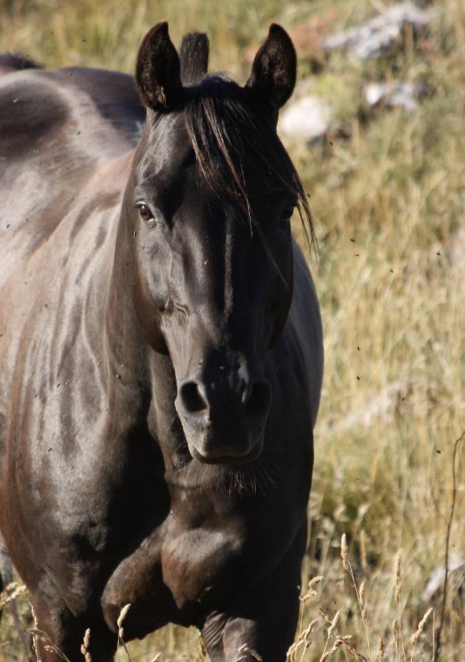 Shawa de LIS - Arabo Shagya 2006 ,  DAHOMAN XXXIX 11