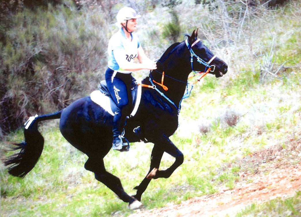 Shawa de LIS - Arabo Shagya 2006 ,  DAHOMAN XXXIX 11