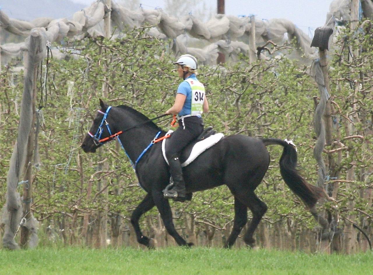 Shawa de LIS - Arabo Shagya 2006 ,  DAHOMAN XXXIX 11