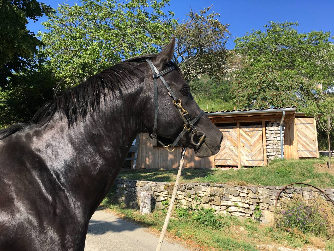 Shawa de LIS - Arabo Shagya 2006 ,  DAHOMAN XXXIX 11