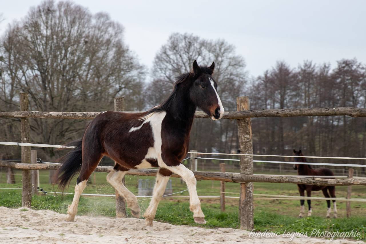 Puledro Frisone In vendita 2022 Altro colore ,  CHARISMATIC