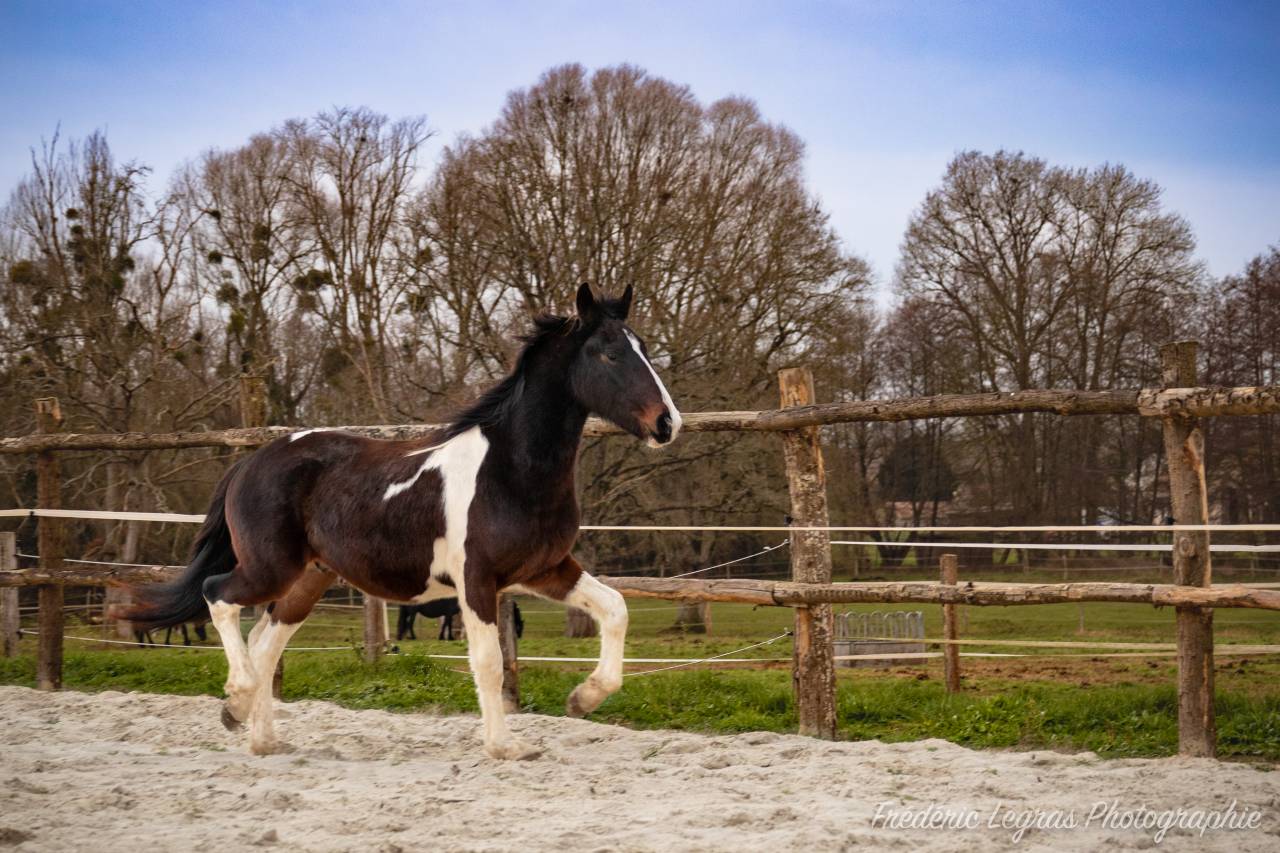 Puledro Frisone In vendita 2022 Altro colore ,  CHARISMATIC