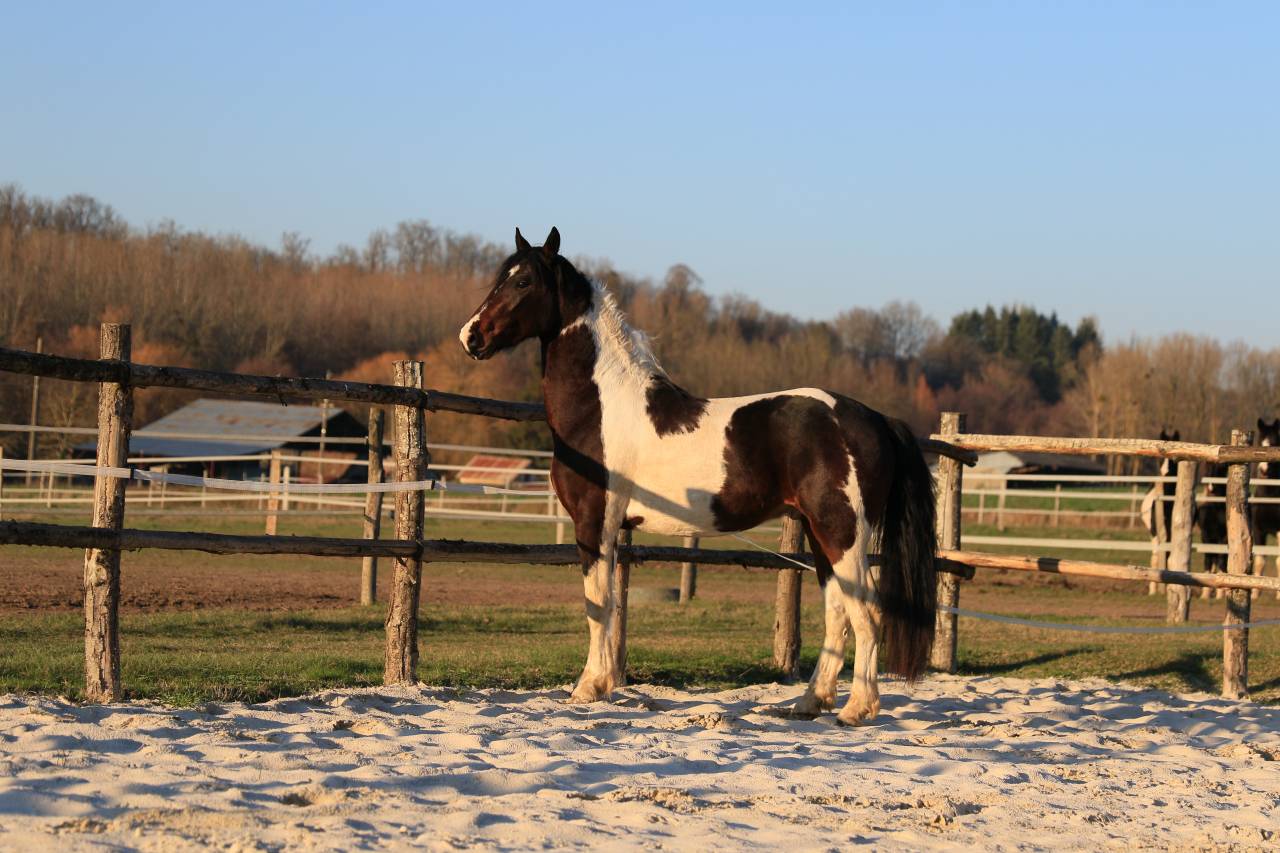 Intero Frisone In vendita 2021 Altro colore ,  CHARISMATIC