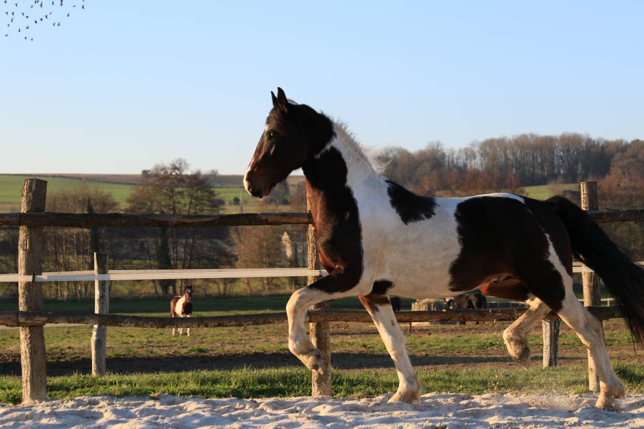 Intero Frisone In vendita 2021 Altro colore ,  CHARISMATIC