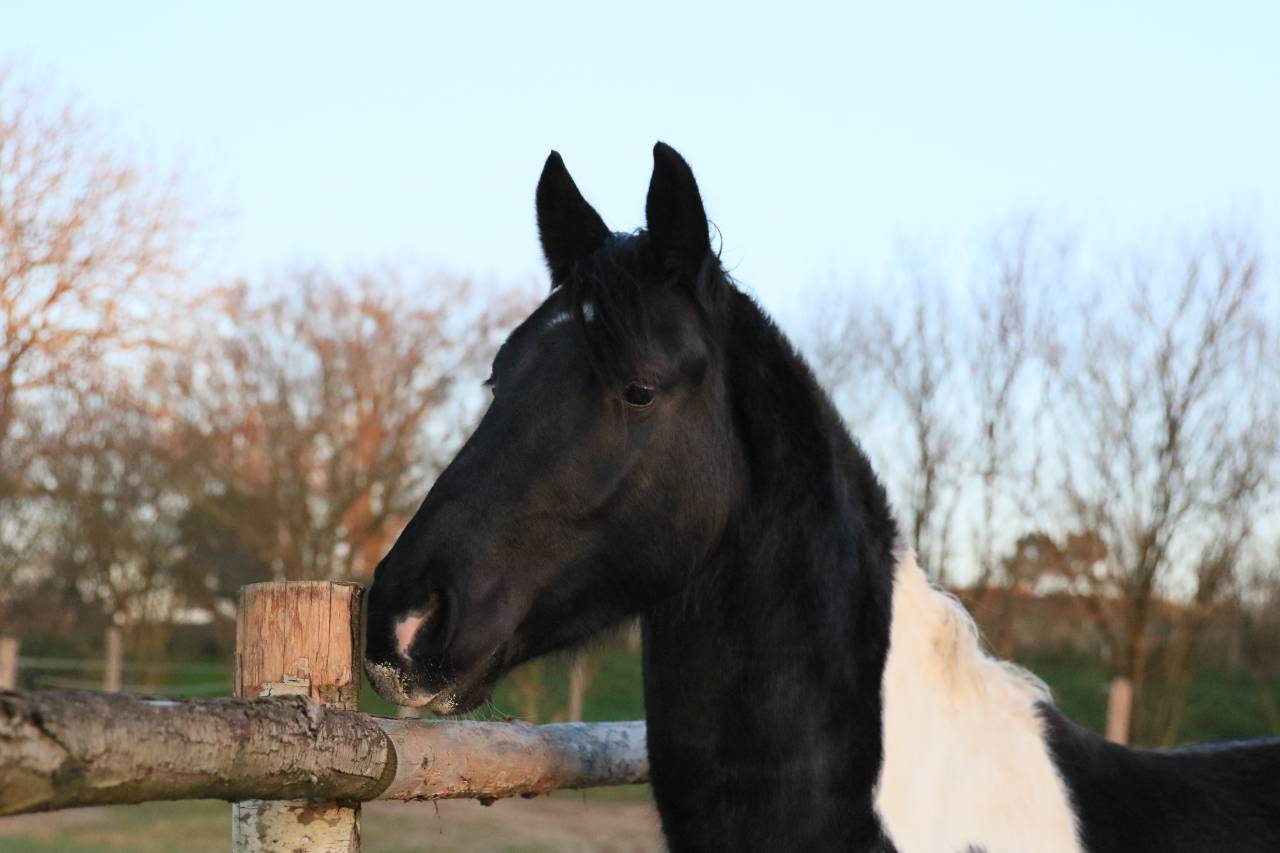 Intero Frisone In vendita 2020 Altro colore ,  CHARISMATIC