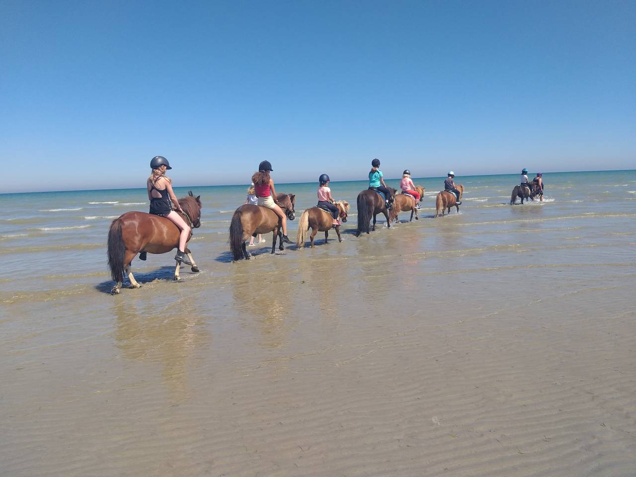 Proprietà equestre In vendita Manche