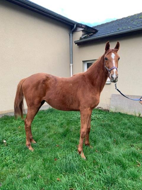 Castrone Sella Francese In vendita 2021 Sauro ,  ROY DE LA VALLEE