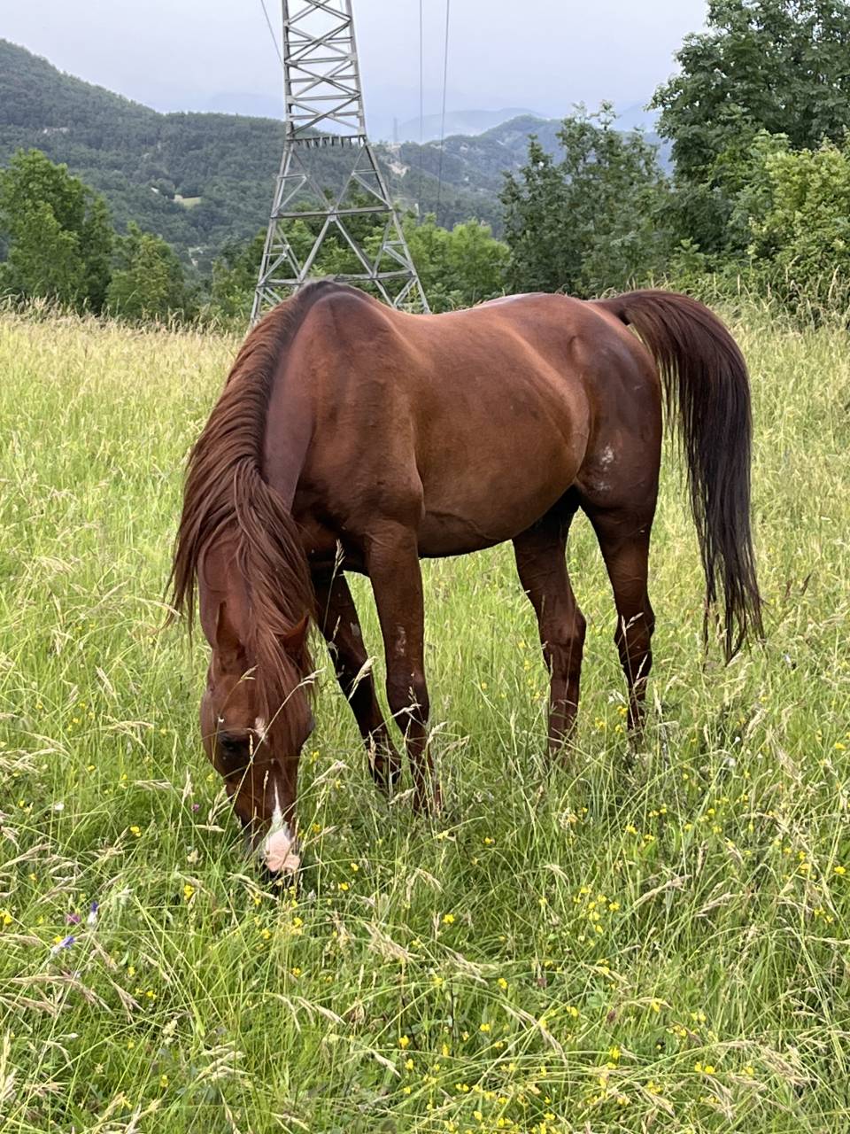 DH OMAHA JUSTYNN - Arabo 2007 ,  Wh Justice(us)