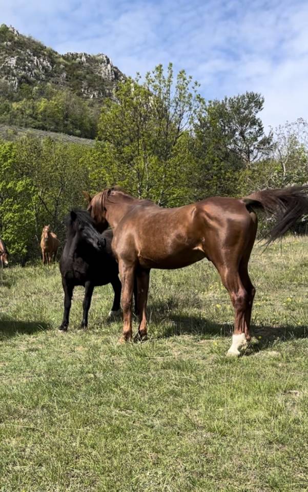 DH OMAHA JUSTYNN - Arabo 2007 ,  Wh Justice(us)