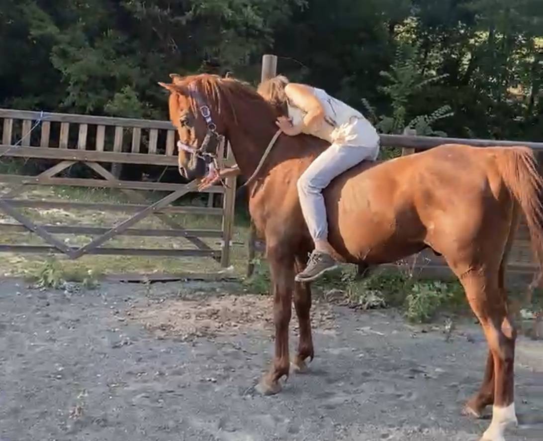 DH OMAHA JUSTYNN - Arabo 2007 ,  Wh Justice(us)