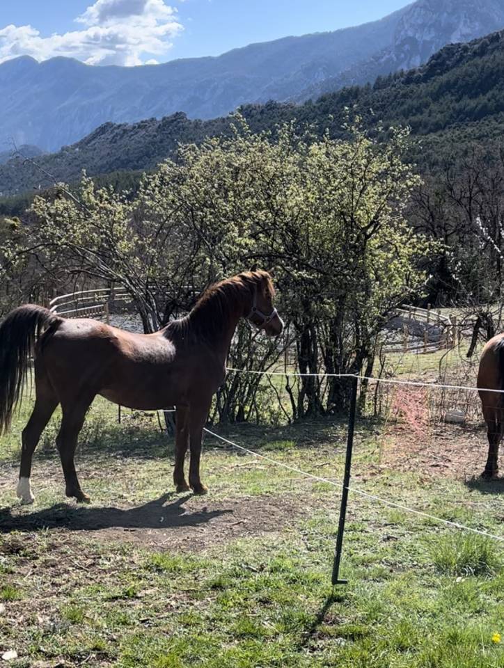 DH OMAHA JUSTYNN - Arabo 2007 ,  Wh Justice(us)