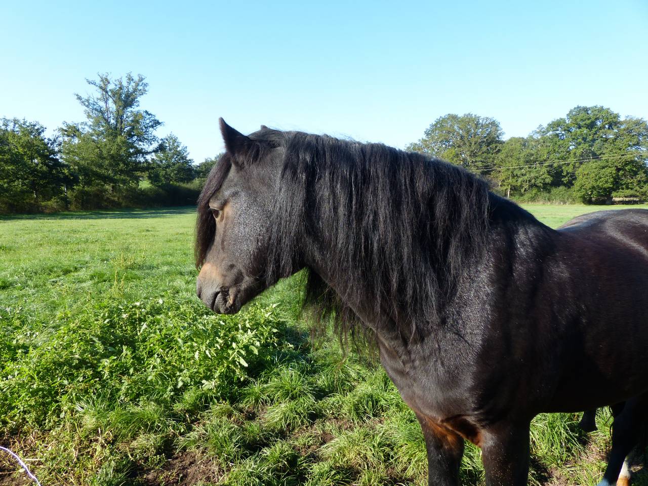 BLUEBERRY HILL SQUARE - Dartmoor 2011 ,  SHERBERTON BAILEYS (GB) DA