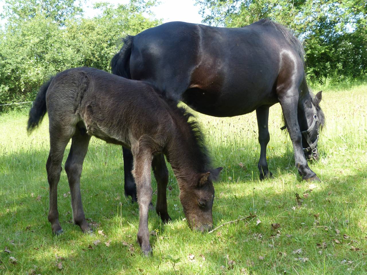 BLUEBERRY HILL SQUARE - Dartmoor 2011 ,  SHERBERTON BAILEYS (GB) DA