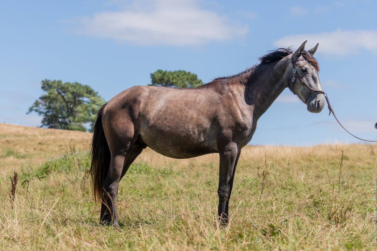Puledro Lusitano In vendita 2022 Grigio ,  QUIEFE HP