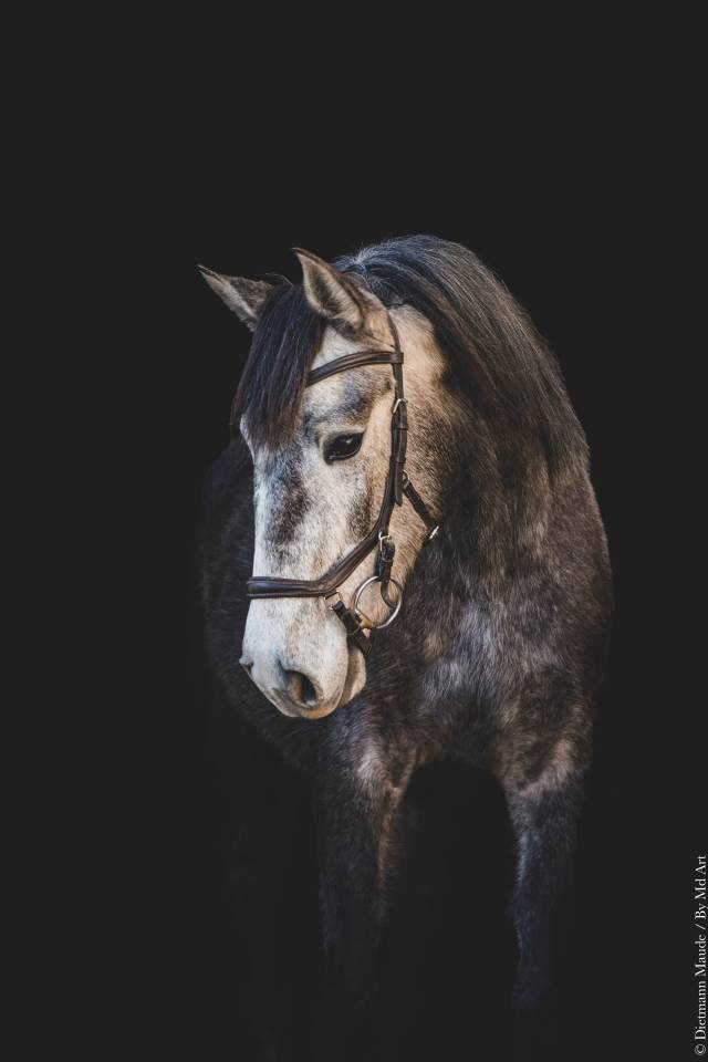 Puledro Lusitano In vendita 2022 Grigio ,  QUIEFE HP