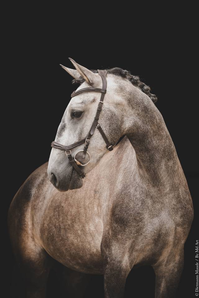 Puledro Lusitano In vendita 2022 Grigio ,  QUIEFE HP