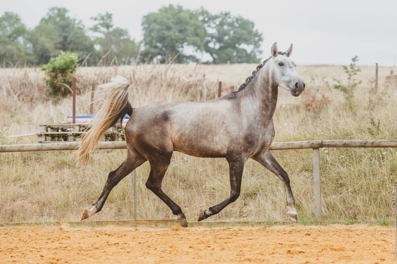 Puledro Lusitano In vendita 2022 Grigio ,  QUIEFE HP