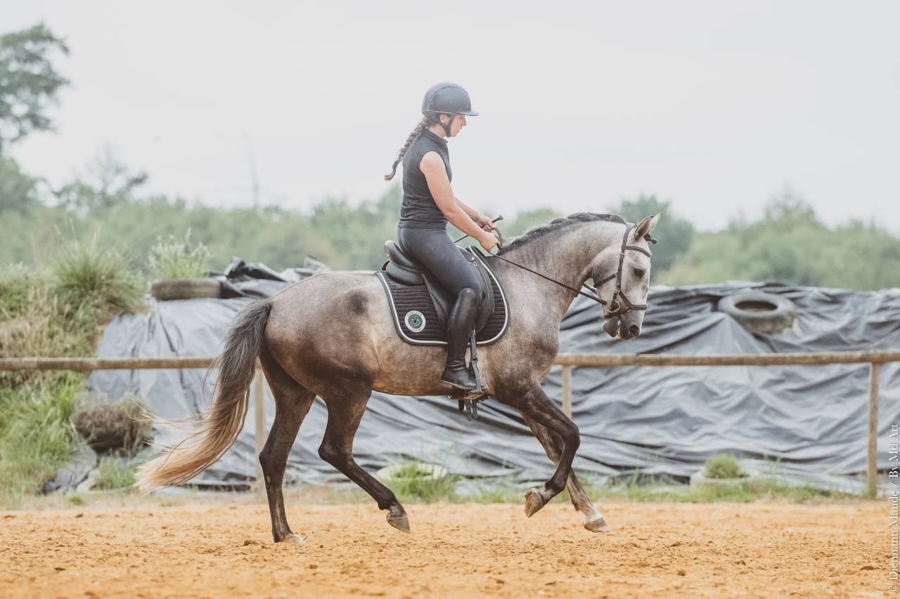 Puledro Lusitano In vendita 2022 Grigio ,  QUIEFE HP