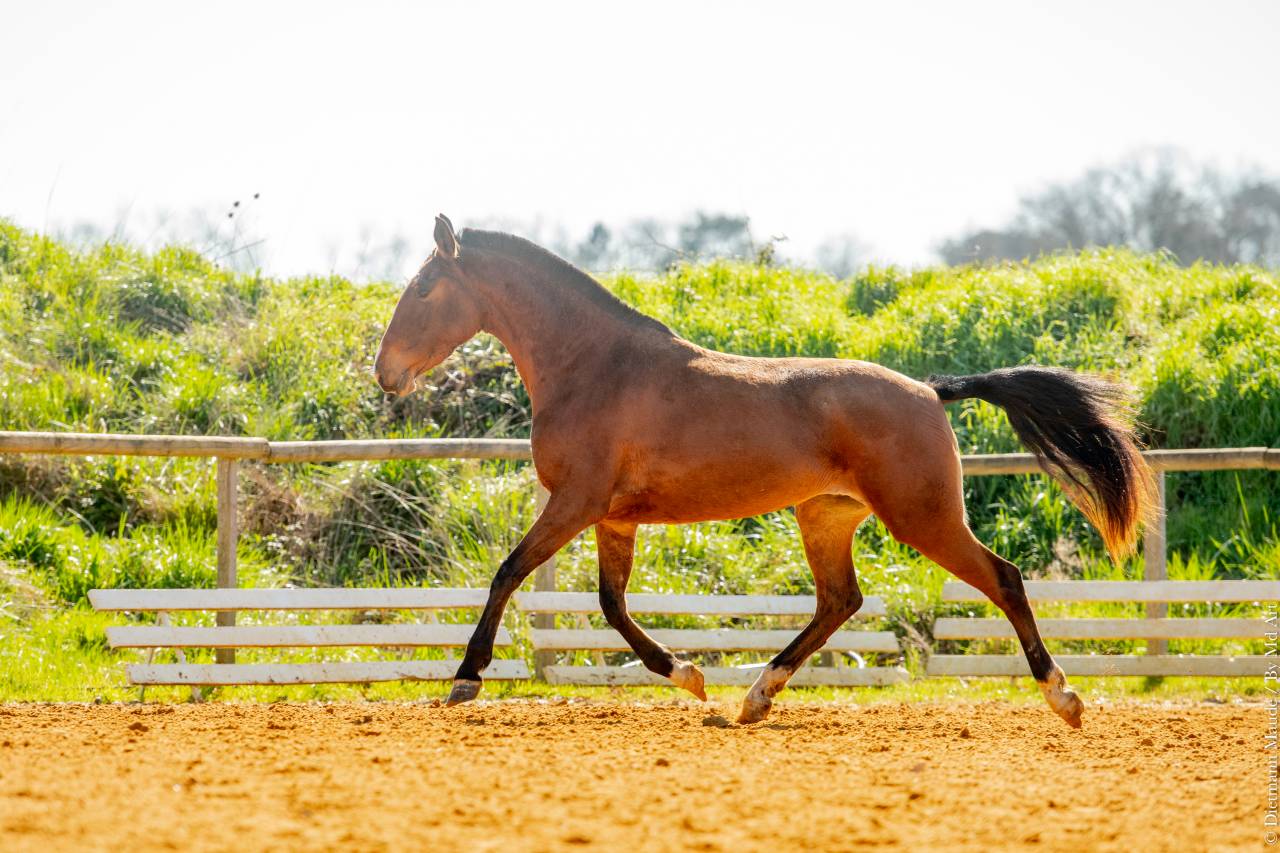 Puledra Lusitano In vendita 2022 Baio ,  ESPIRITO DA MATA
