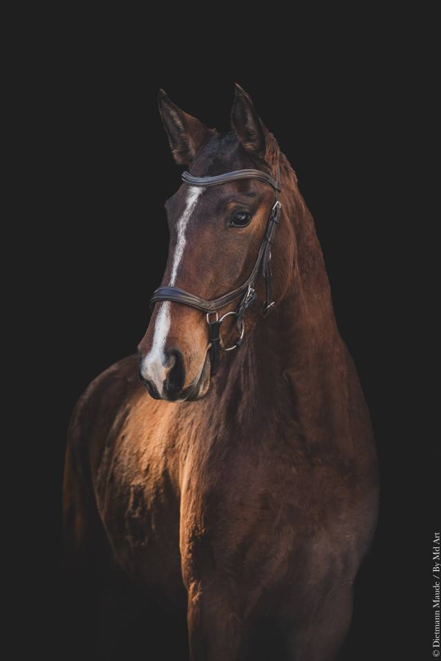 Puledra Lusitano In vendita 2022 Baio ,  ESPIRITO DA MATA
