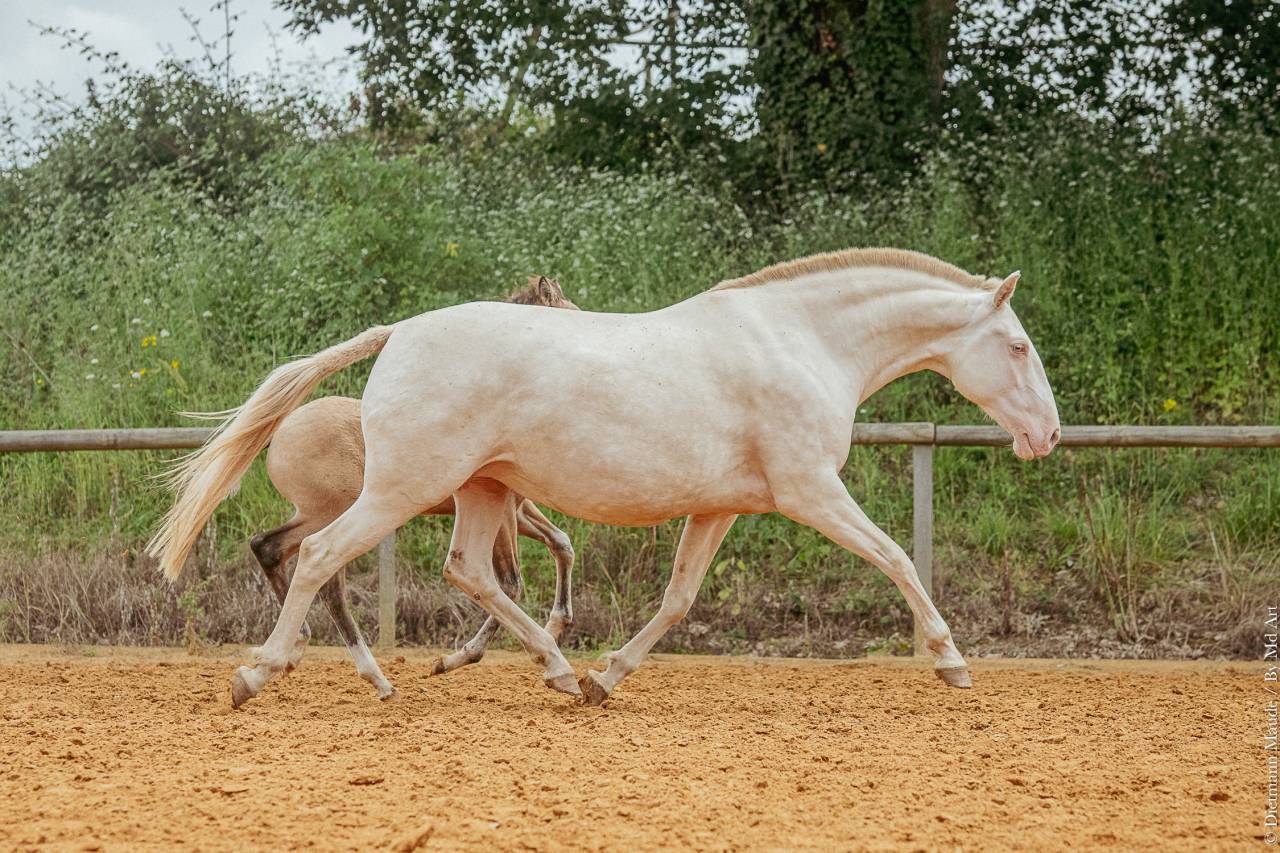 Fattrice Lusitano In vendita 2017 Crema ,  Orador QL