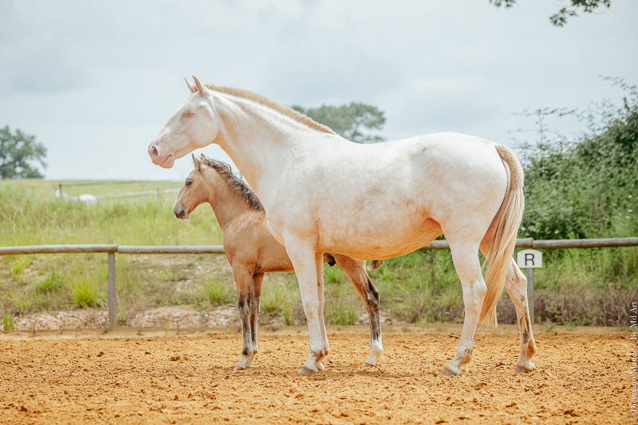 Fattrice Lusitano In vendita 2017 Crema ,  Orador QL