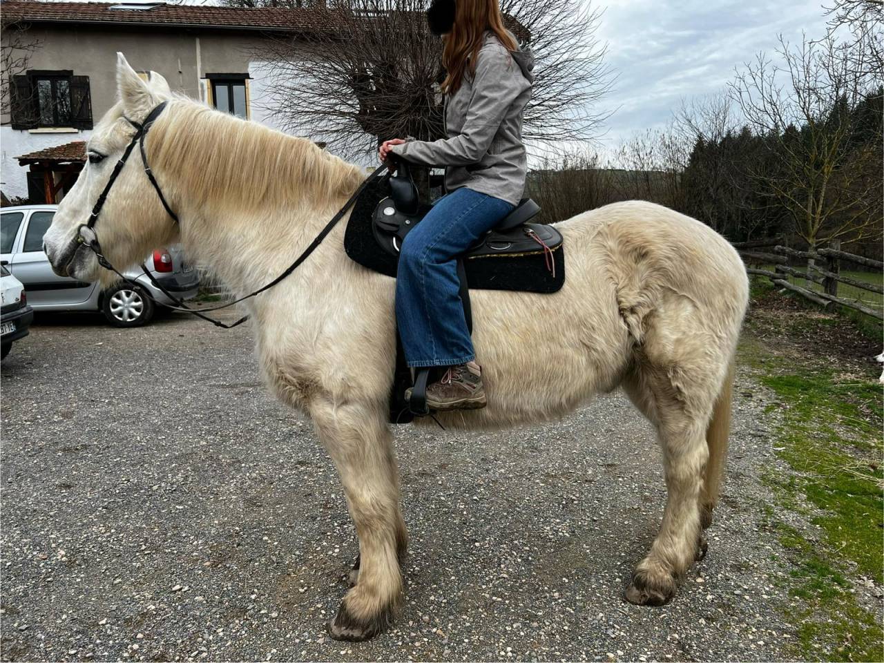 Castrone Mezzo tiro Noleggio 2009 Pezzato