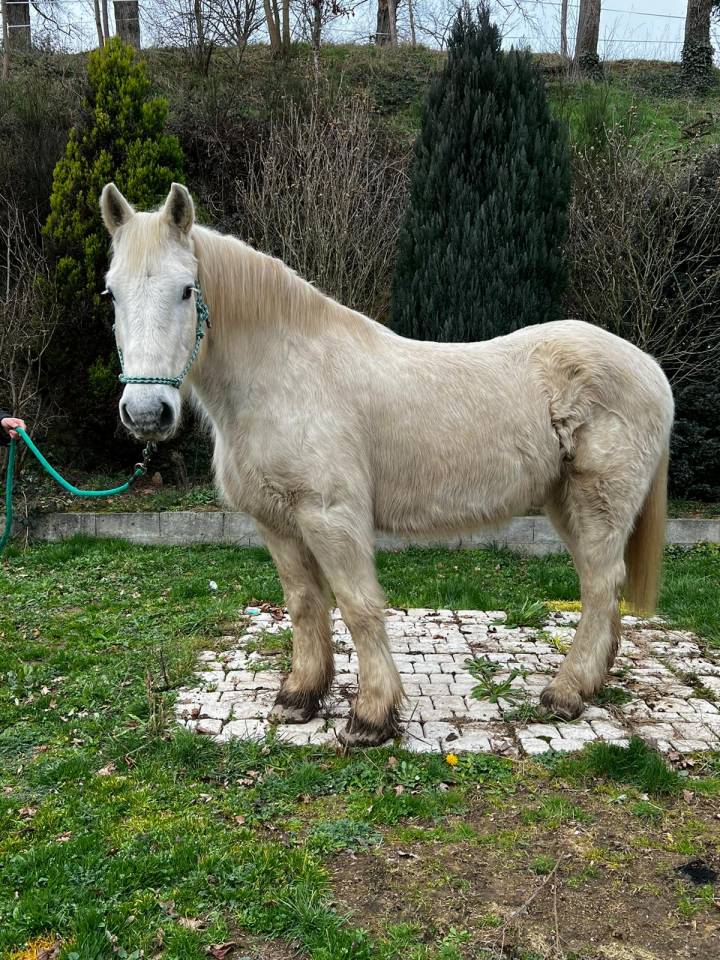 Castrone Mezzo tiro Noleggio 2009 Pezzato