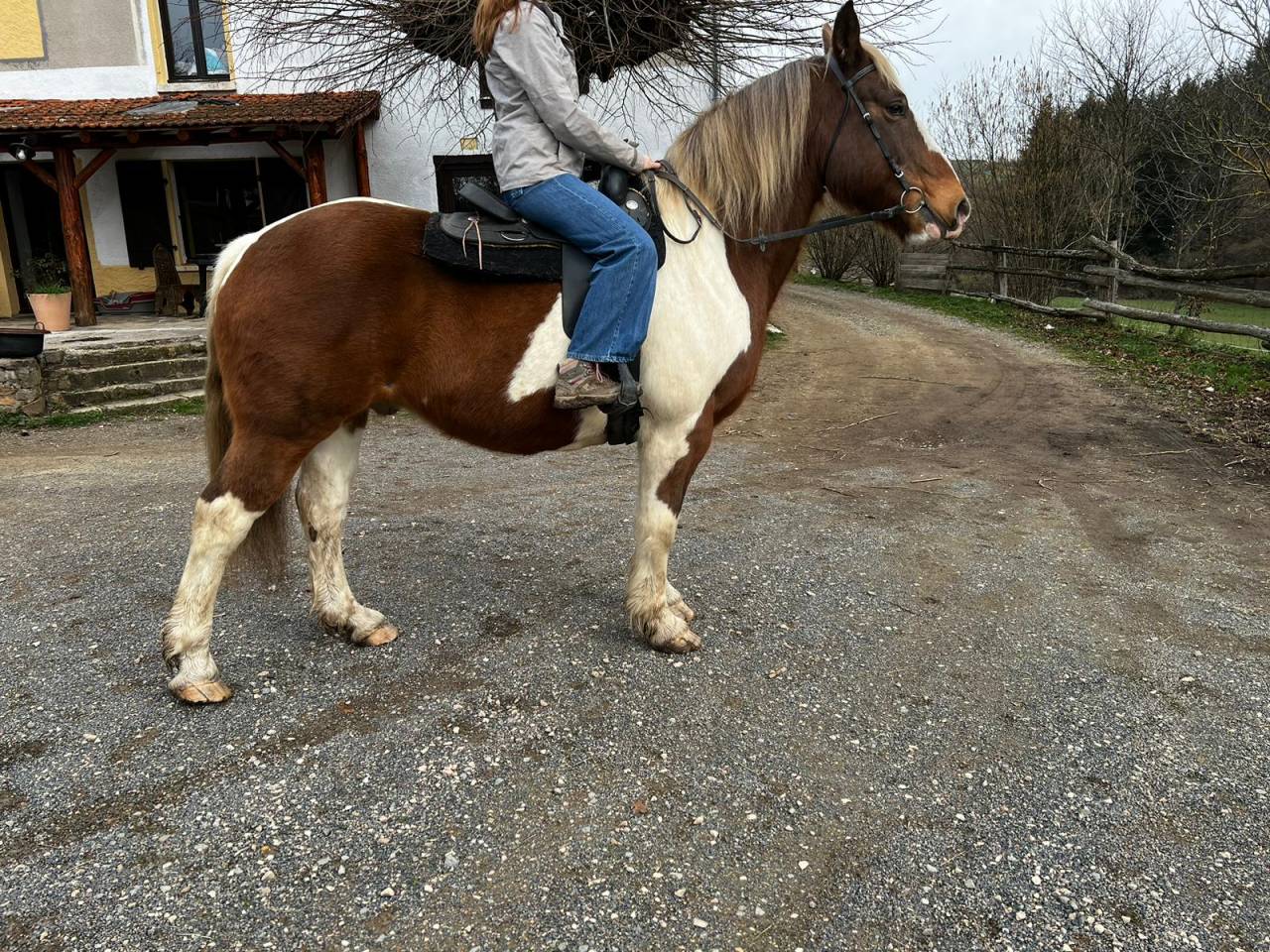 Castrone Mezzo tiro Noleggio 2009 Pezzato