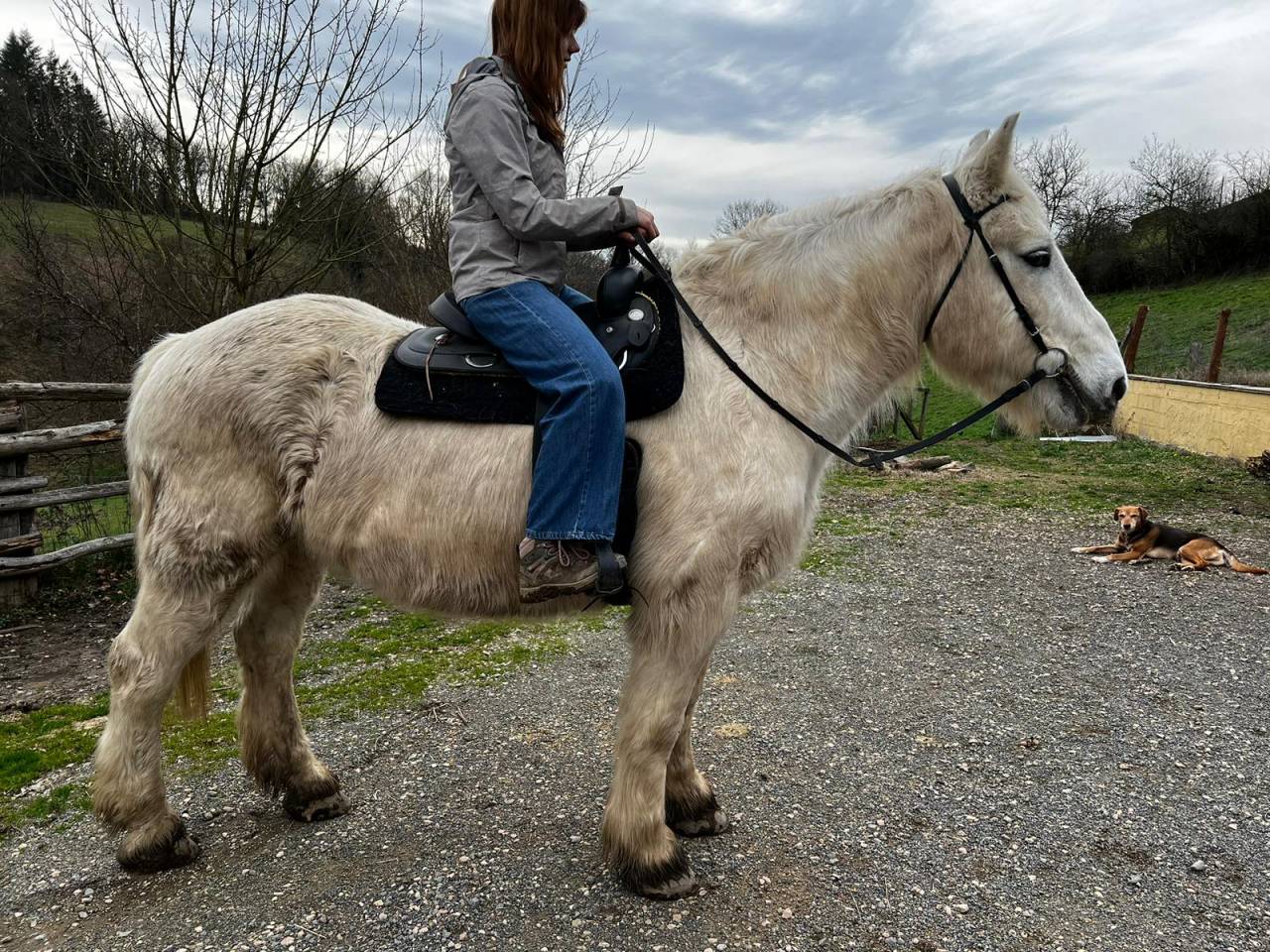 Castrone Mezzo tiro Noleggio 2009 Pezzato