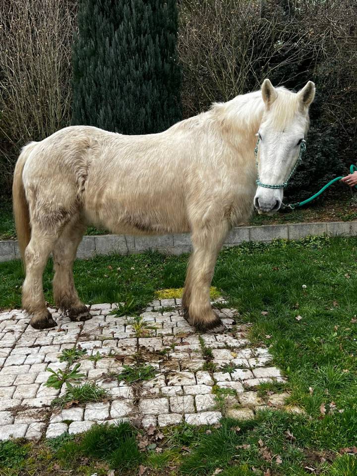 Castrone Mezzo tiro Noleggio 2009 Pezzato