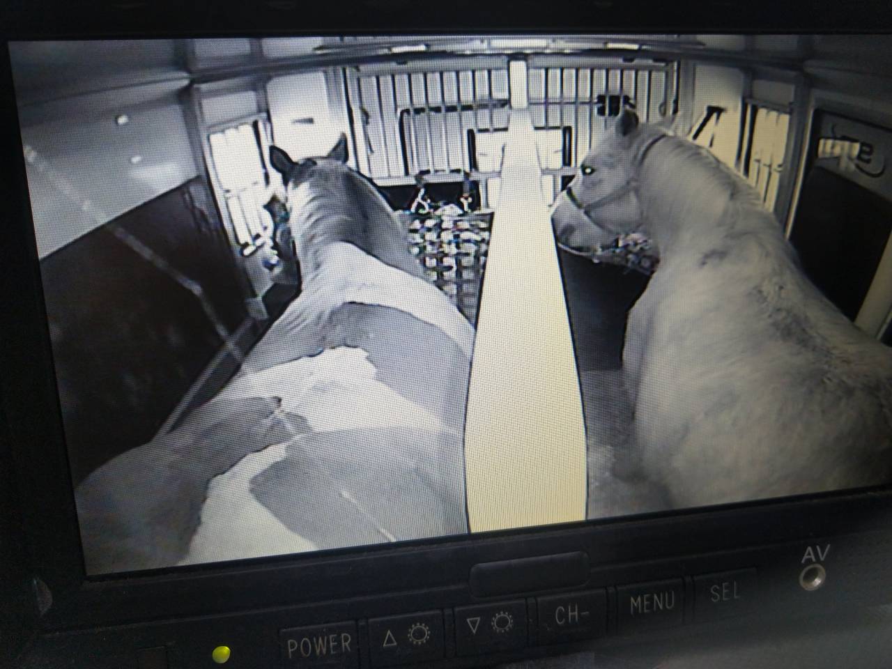 Castrone Mezzo tiro Noleggio 2009 Pezzato