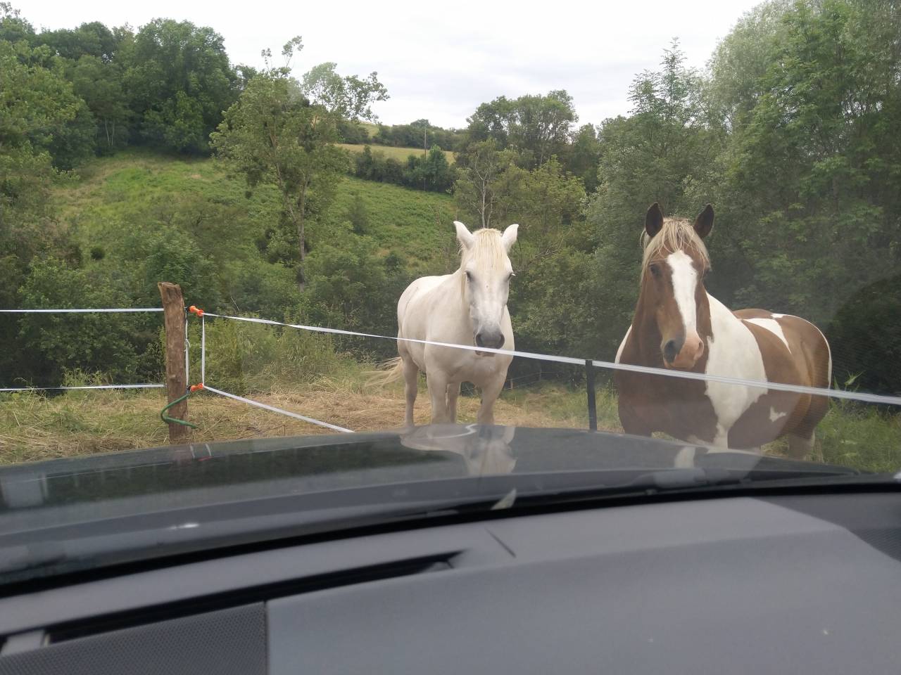 Castrone Mezzo tiro Noleggio 2009 Pezzato